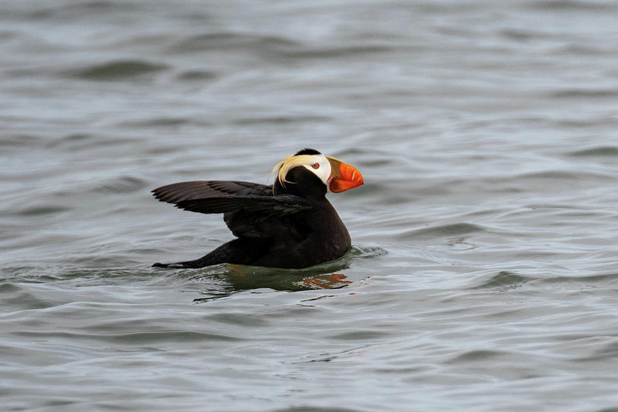 Tufted puffin Photograph by Mark Hunter