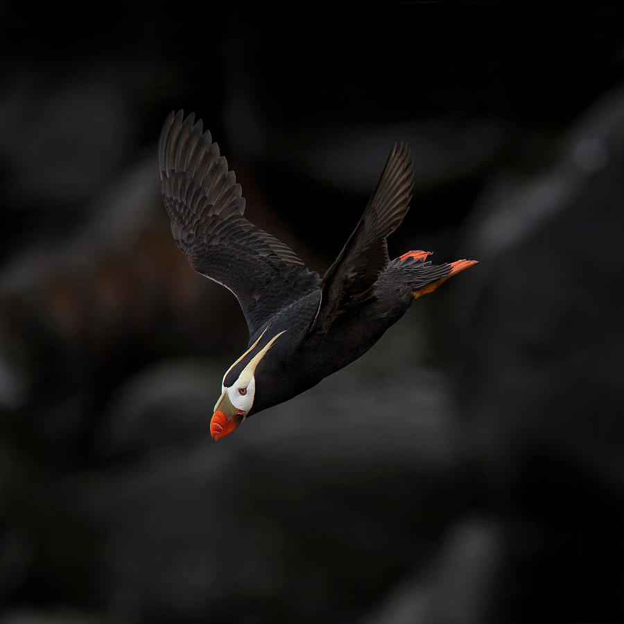 Puffin Photograph - Tufted Puffin by Peter Stahl