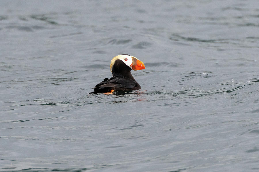 Tufted Puffin Swimming in Hallo Bay Photograph by Mark Hunter