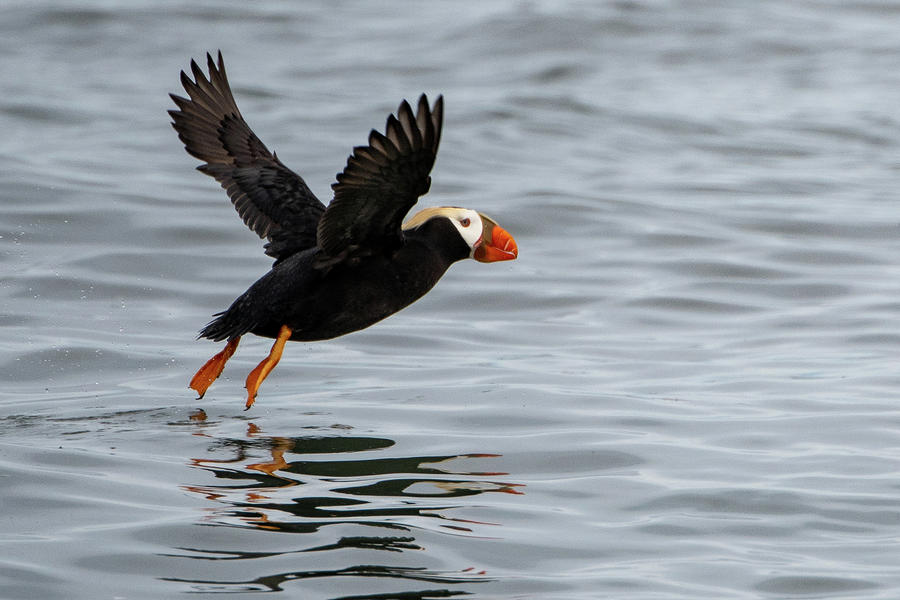 Tufted Puffin Taking Off Photograph by Mark Hunter