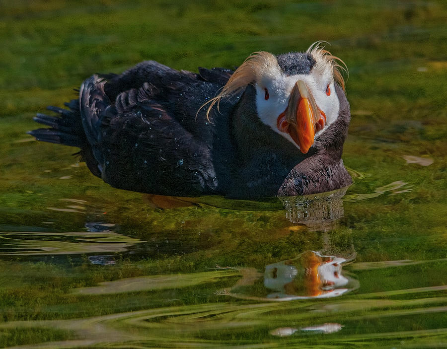 Tufted Puffin Photograph by Wade Aiken