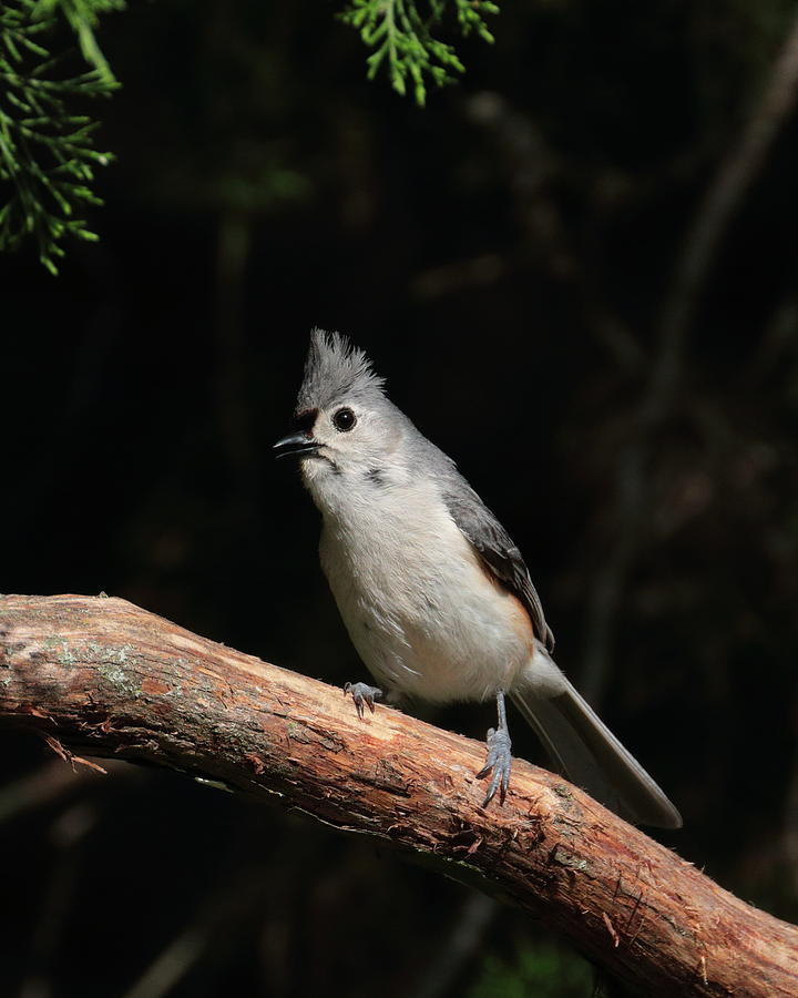 Tufted Titmouse 7823 Photograph by John Moyer