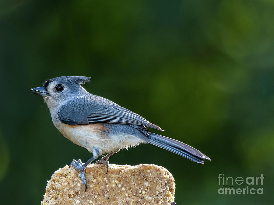 Tufted Titmouse Photograph by DB Hayes