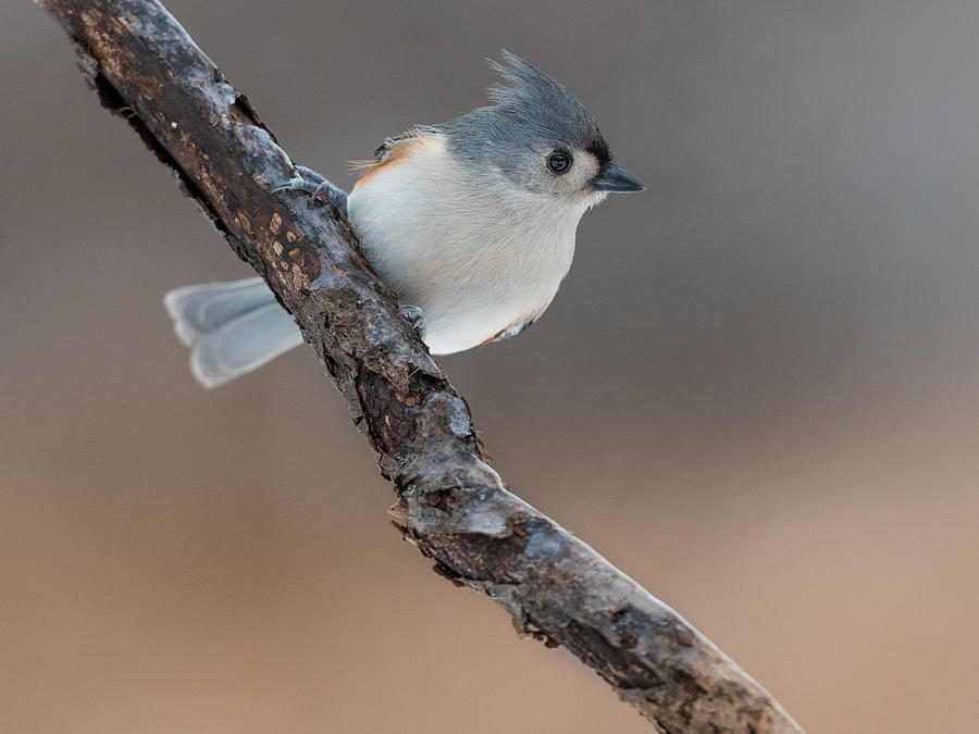 Titmouse Photograph - Tufted Titmouse Bird Just Coming  Back From The Beauty Salon! by Patrick Dessureault