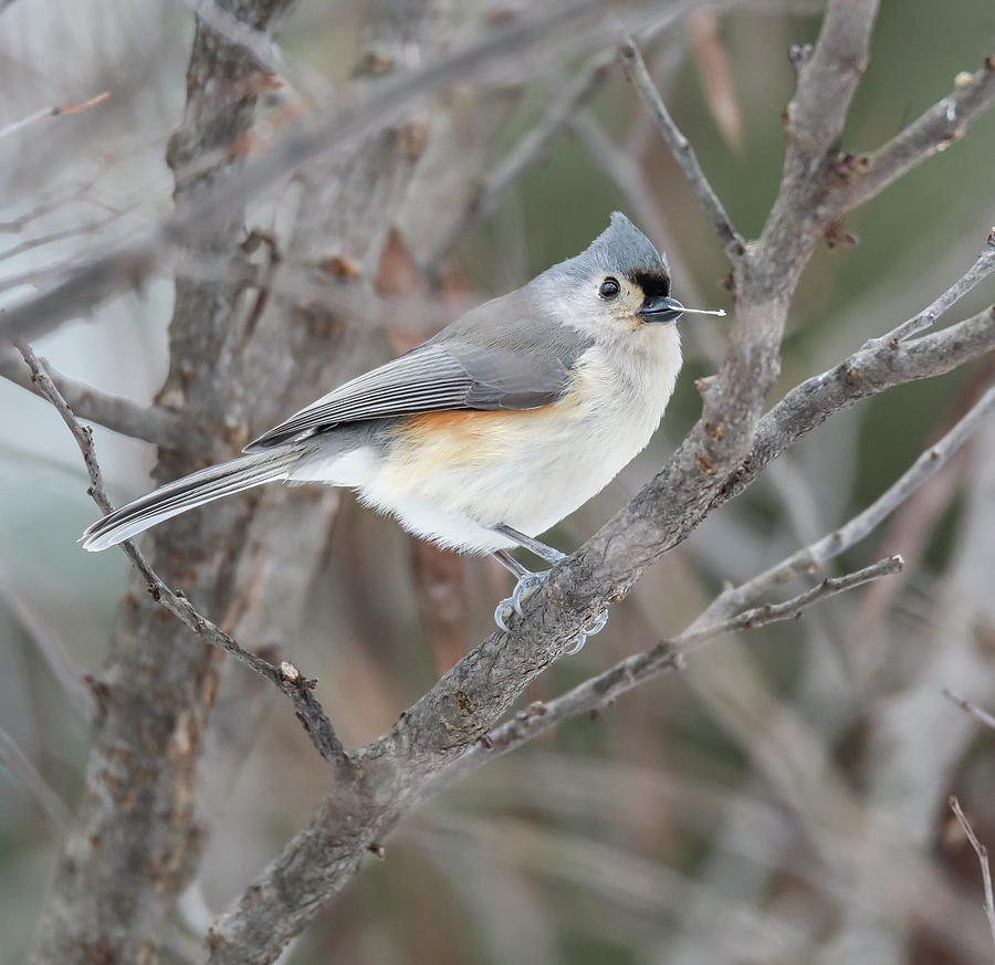 Tufted Titmouse by Dan Sproul Tufted Titmouse by Dan Sproul