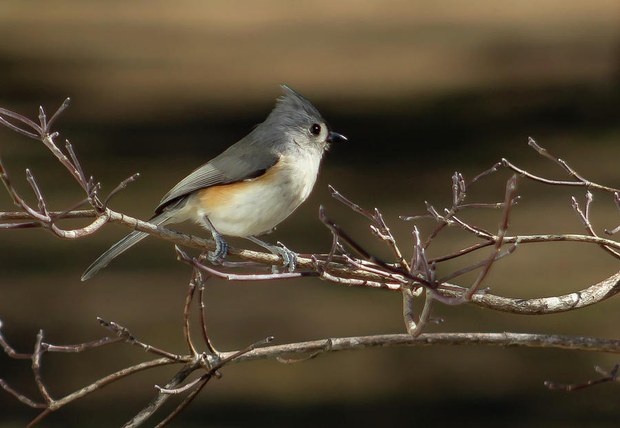 Tufted Titmouse Digital Art by Ed Stines