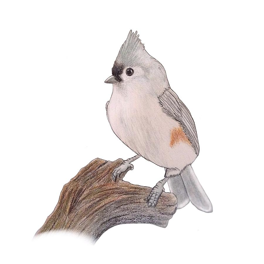 titmouse drawing