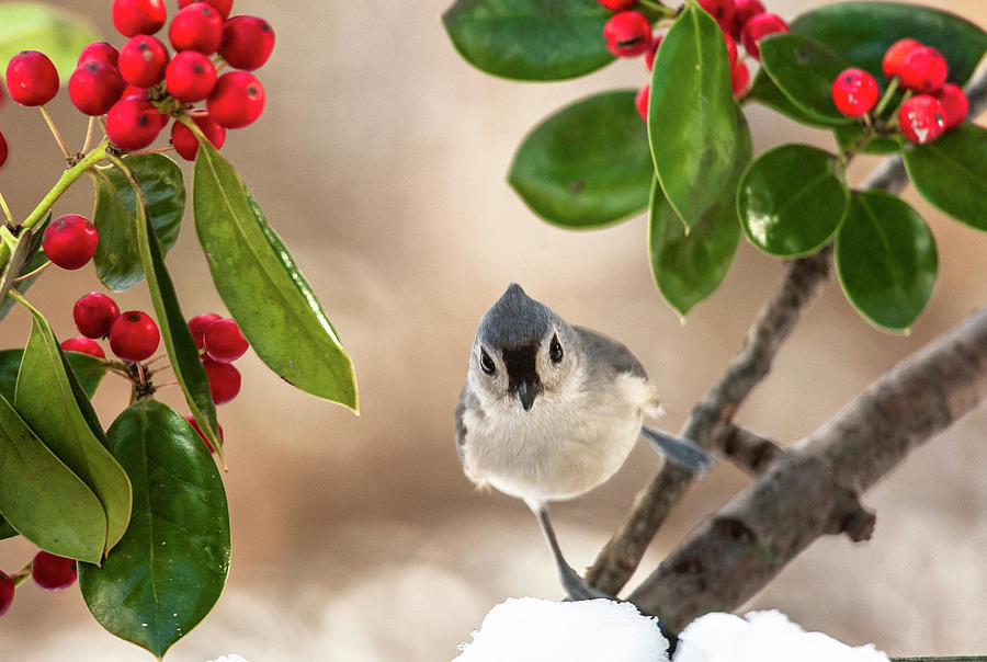 Tufted Titmouse in Holly and Snow Photograph by Jim Moore