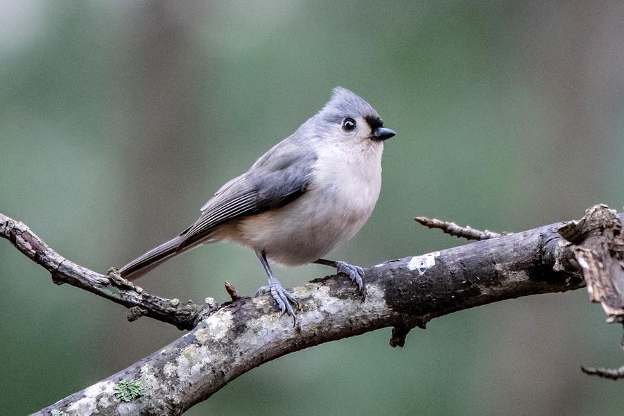 Tufted Titmouse in Winter Photograph by Mary Ann Artz
