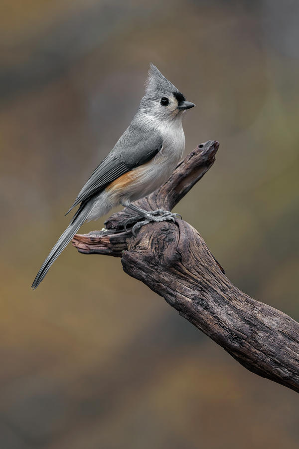 Tufted Titmouse, Kentucky Photograph by Adam Jones Tufted Titmouse, Kentucky Photograph by Adam Jones