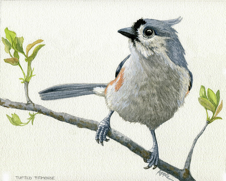 Tufted Titmouse Painting - Tufted Titmouse Original Watercolor Painting by Linda Apple