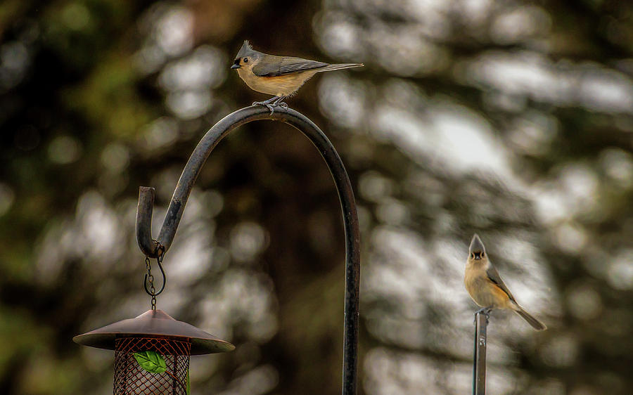Tufted Titmouse Pair by onyonet photo studios Tufted Titmouse Pair by onyonet photo studios