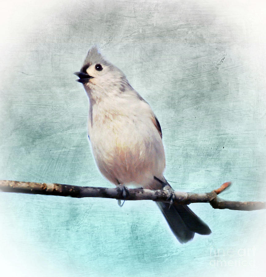 Tufted Titmouse Sings Photograph by Kerri Farley
