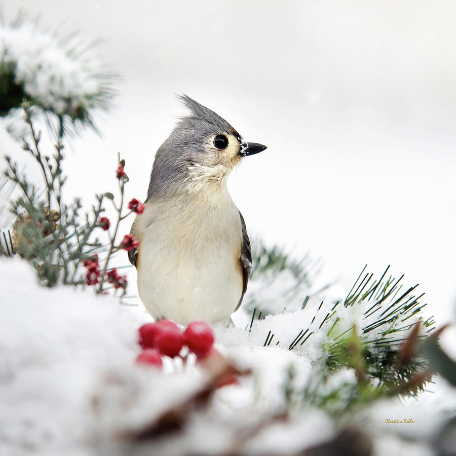Tufted Titmouse Winter Bird Square Photograph by Christina Rollo
