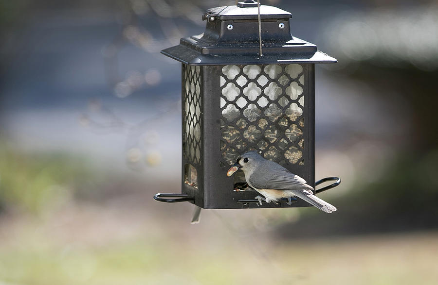 Tufted Titmouse with a snack Digital Art by Ed Stines