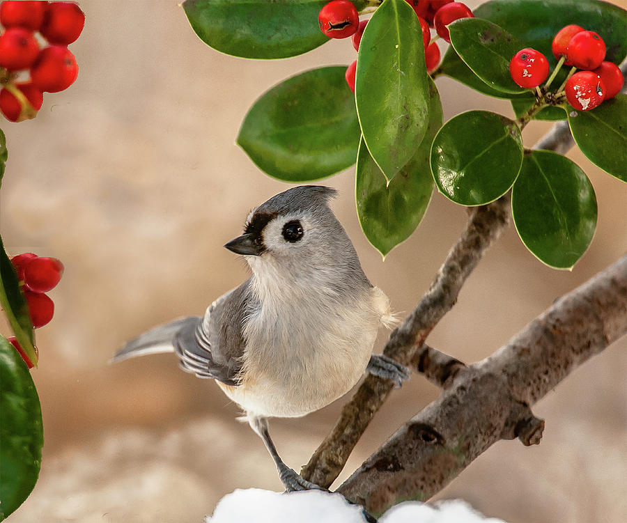 Tuftted Titmouse and Holly Photograph by Jim Moore