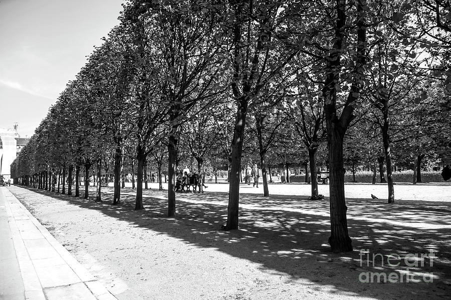 Tuilleries garden in Paris,  France Photograph by Patricia Hofmeester