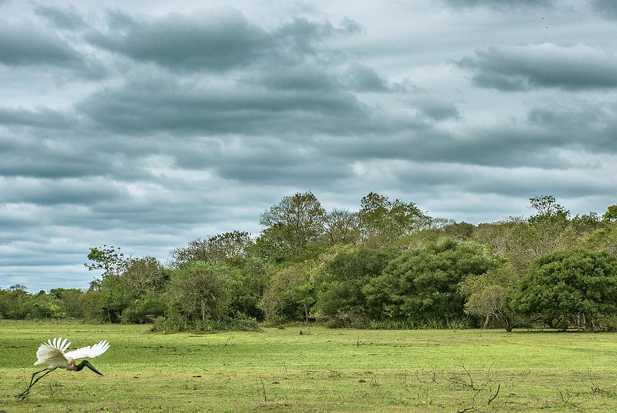 Nature Photograph - Tuiuiú (jabiru Mycteria) Taking Off In The Brazilian Pantanal by Cavan Images