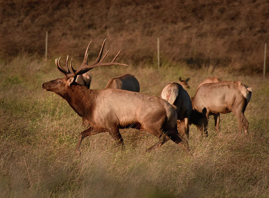 Tule Elk and Harem Photograph by Cindy McIntyre