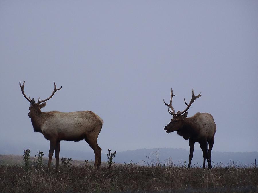 Tule Elk Photograph