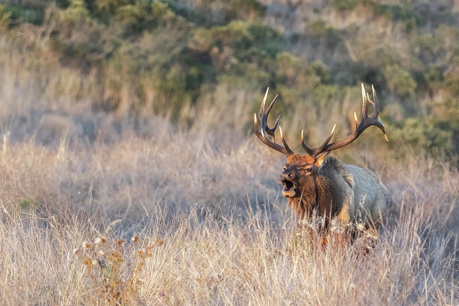 Wildlife Digital Art - Tule Elk Buck (cervus Canadensis Nannodes) In Long Grass, Point Reyes National Seashore, California, Usa by Jouko Van Der Kruijssen