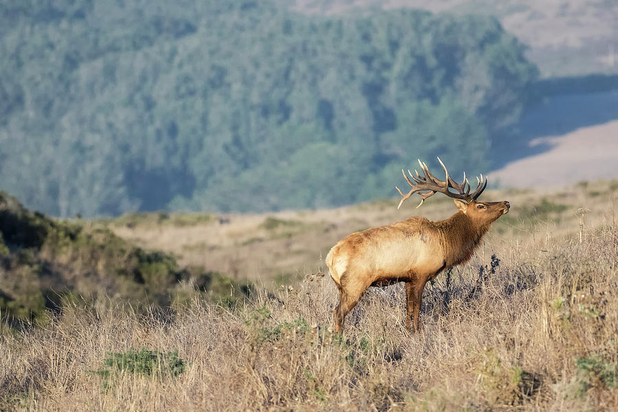 Wildlife Digital Art - Tule Elk Buck (cervus Canadensis Nannodes) On Hillside, Point Reyes National Seashore, California, Usa by Jouko Van Der Kruijssen