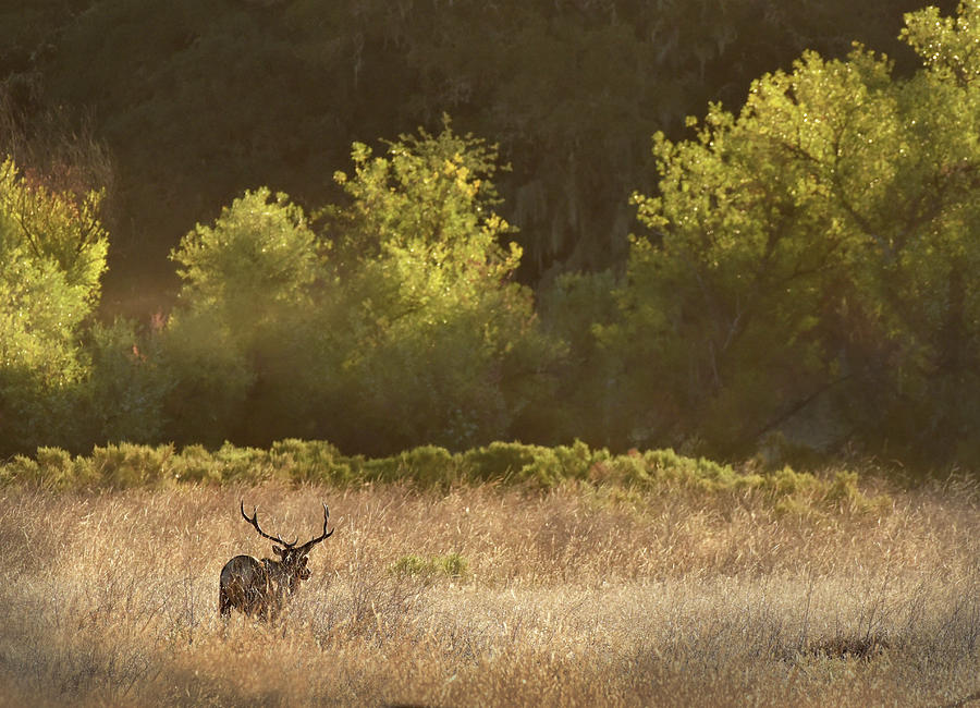 Tule Elk Bull in Field Photograph by Cindy McIntyre