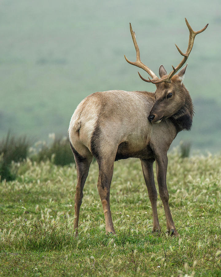 Point Reyes National Seashore Photograph - Tule Elk by David Kulp