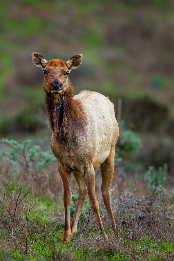 Tule Elk Feeding, Point Reyes Photograph by Sebastian Kennerknecht