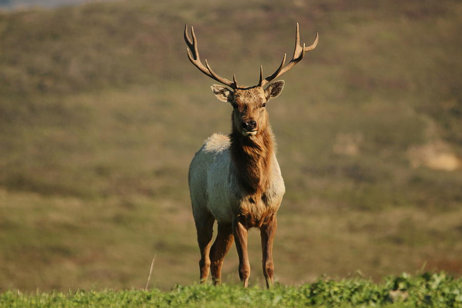 Tule Elk by Paul Comish Tule Elk by Paul Comish