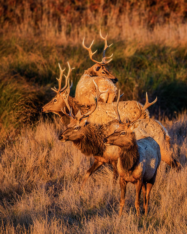 Nature Photograph - Tule Elks At Point Reyes by Jenny Qiu