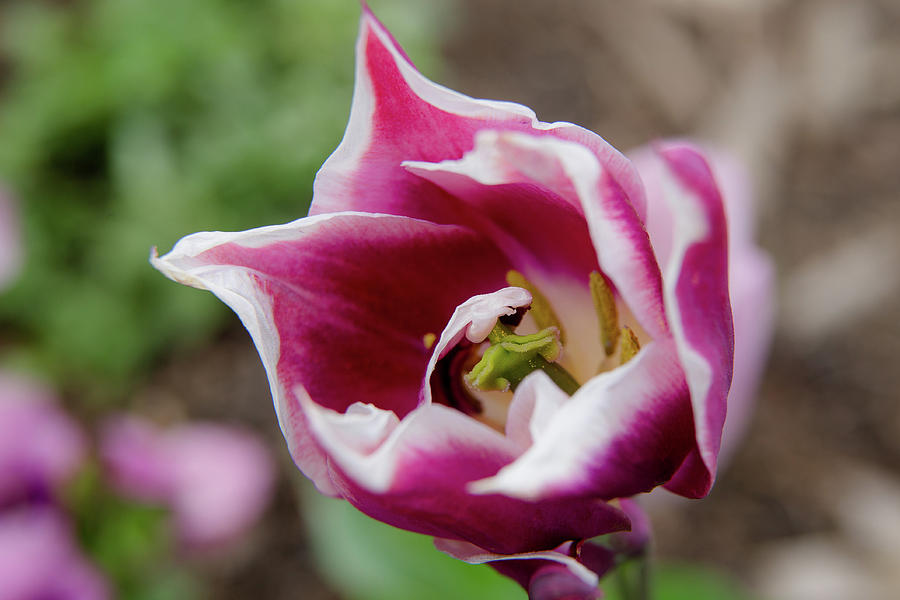 Tulip 1 Photograph by Fred DeSousa