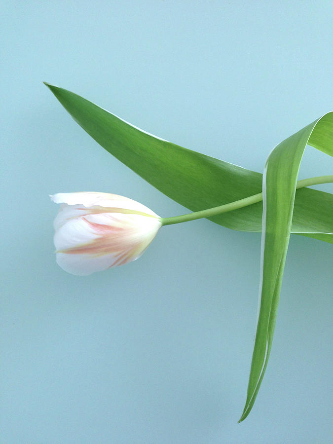 Tulip 12 Photograph
