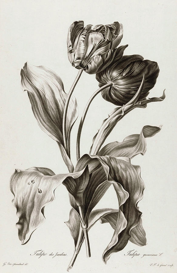 Tulip, 1801 Painting by Pierre Francois Legrand - Fine Art America