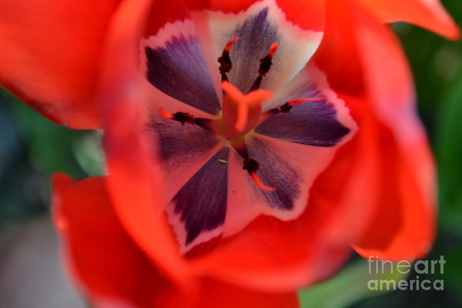 tulip 5 by Diane montana Jansson tulip 5 by Diane montana Jansson