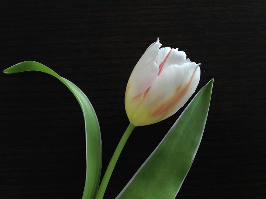 Spring Photograph - Tulip 8 by Tom Reynen