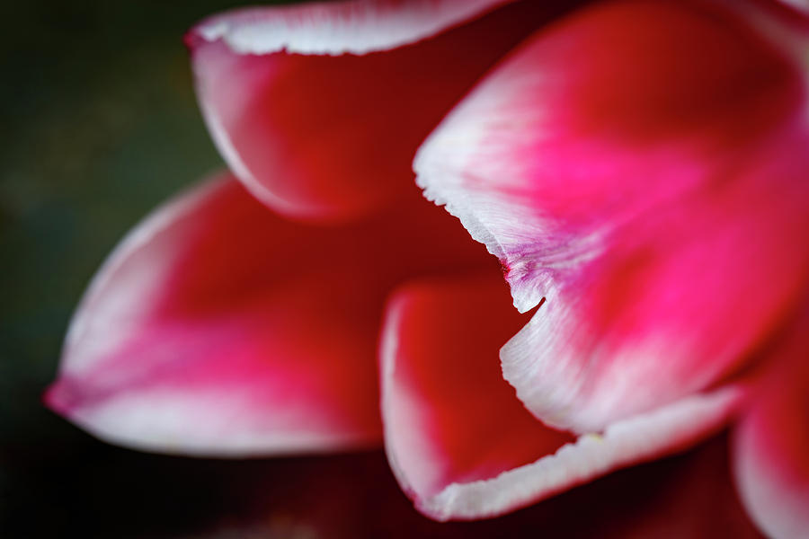 Tulip Abstract 2 Photograph