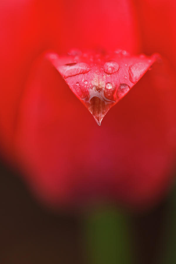 Tulip Abstract Photograph by Laszlo Podor