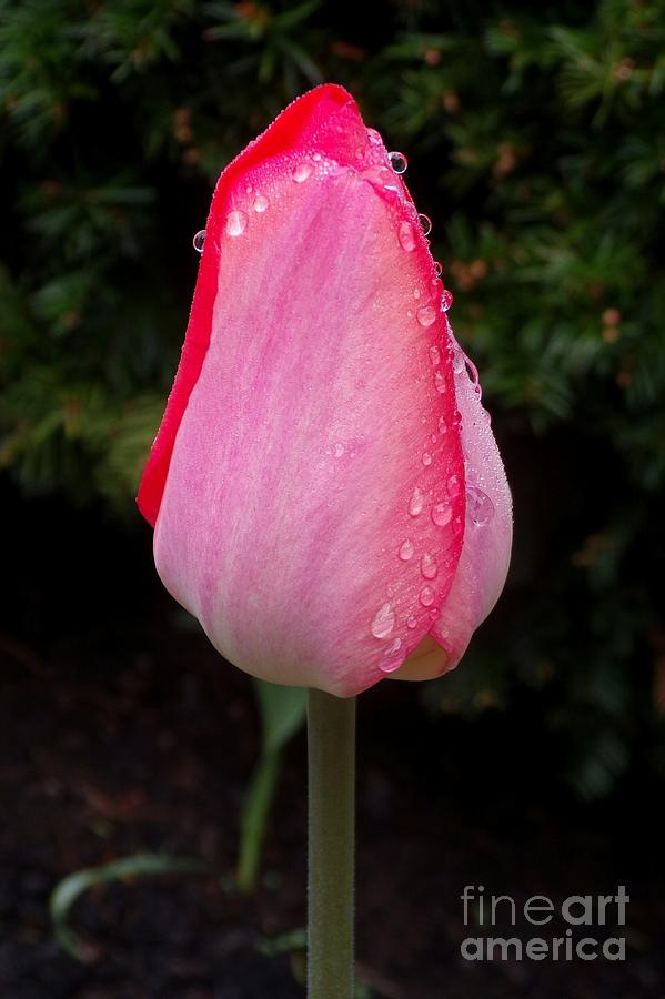 Tulip Adorned With Early Morning Dew Photograph