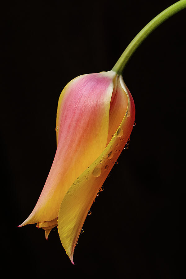 Tulip Photograph - Rain Drops on Tulip by Alinna Lee