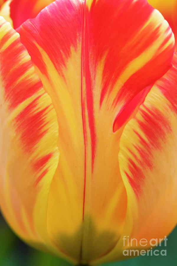 Tulip Banja Luka Flower Macro Photograph by Tim Gainey