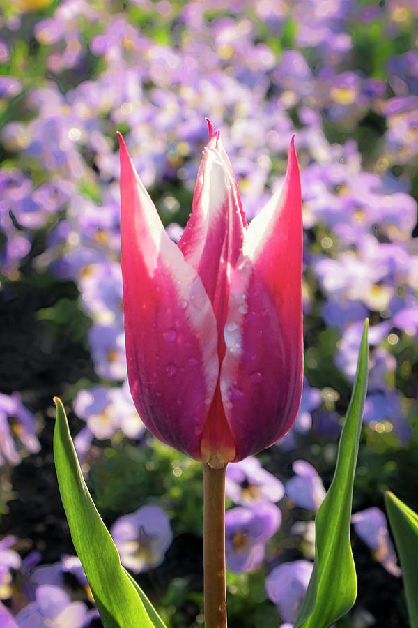 Tulip Beauty Photograph by Catherine Reading