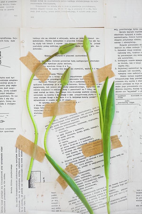 Tulip Bids Stuck On Wall Papered With Book Pages With Tape Photograph by Alicja Koll