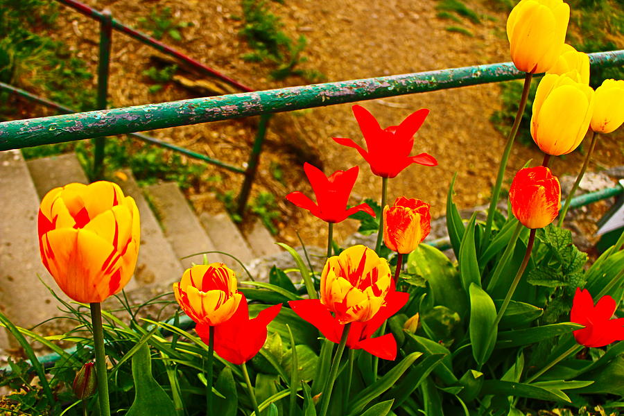 Tulip Bloom By  Stone Stairs Photograph by Loretta S