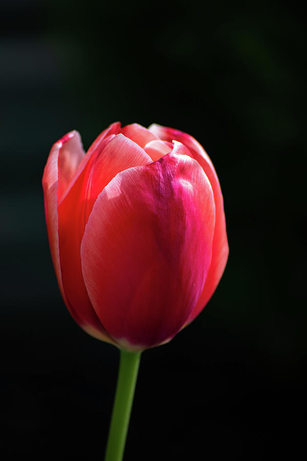 Tulip Bloom Photograph by Rose Guinther