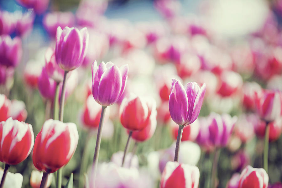 Tulip Blossom Photograph by D3sign | Fine Art America