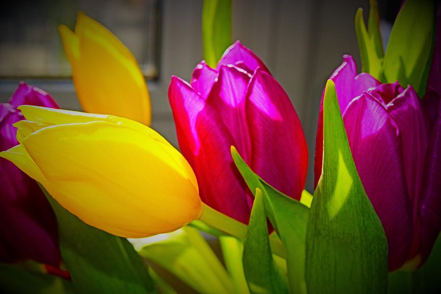 Tulip Blossom Photograph by Loretta S