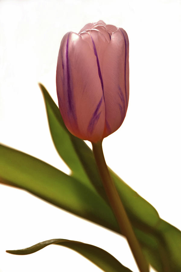 Tulip Blush Photograph by Sandi OReilly