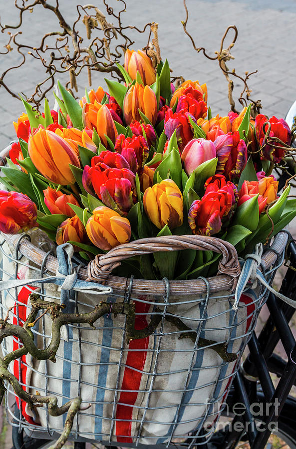 Tulip Bouquet In Basket Photograph by Thomas H. Mitchell