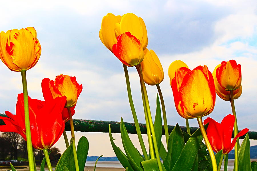 Tulip Bouquet in Seafront  Photograph by Loretta S